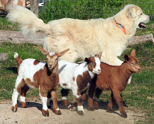 Riley guards myotonic kids
